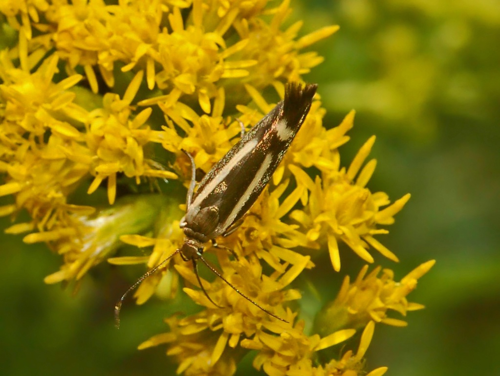 Scythrididae - da determinare